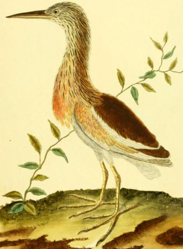 Squacco Heron