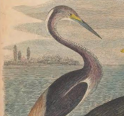 Tricolor Heron