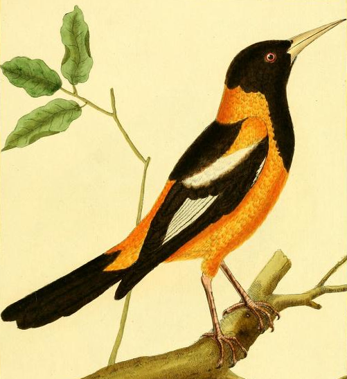 Venezuelan Troupial