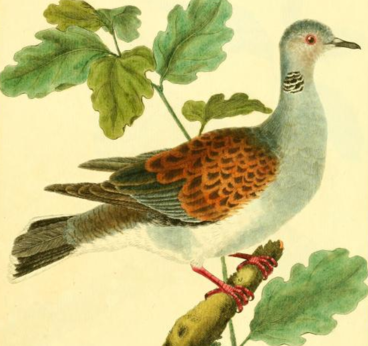 European Turtle Dove, Drawn by F.-N. Martinet