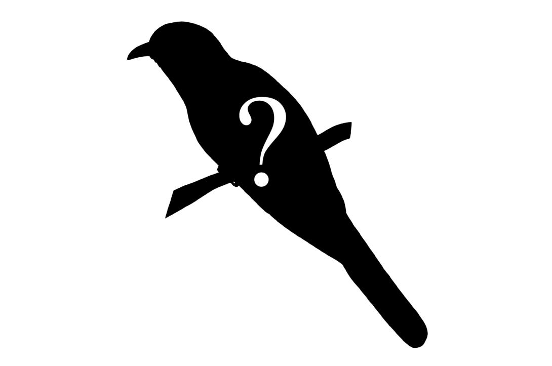 Silhouette of cuckoo, with question mark