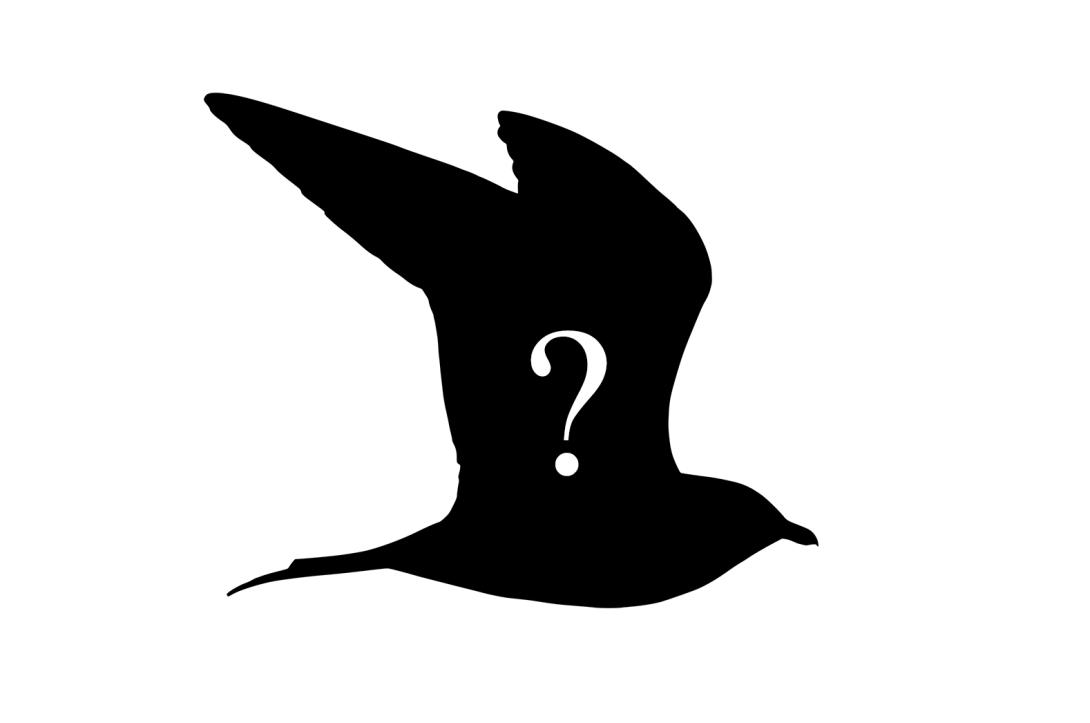 Silhouette of Skua, with question mark