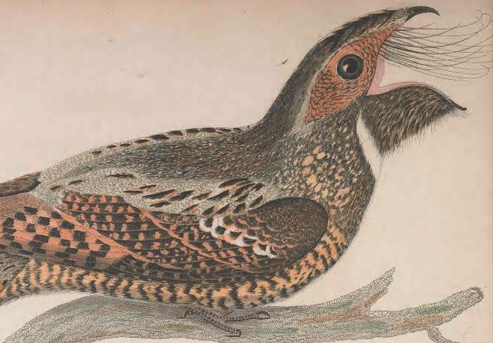 Engraved by J. G. Warnicke 