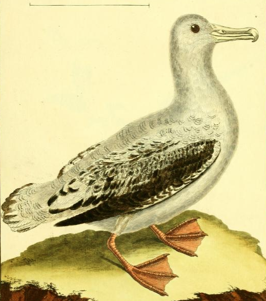 Wandering Albatross