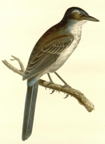 Woodhouse's Scrub Jay