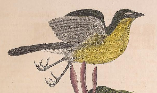 Yellow-breasted Chat