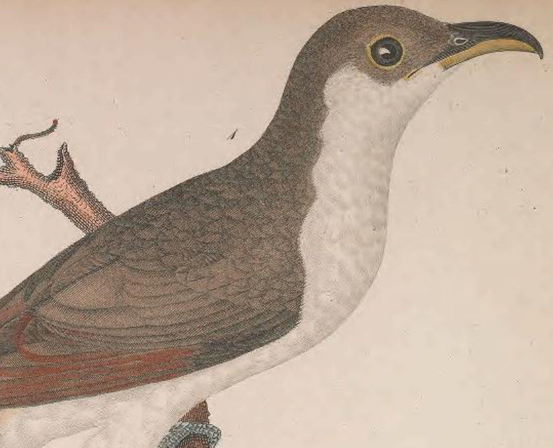 Yellow-billed Cuckoo