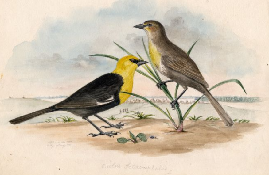 Yellow-headed Blackbird