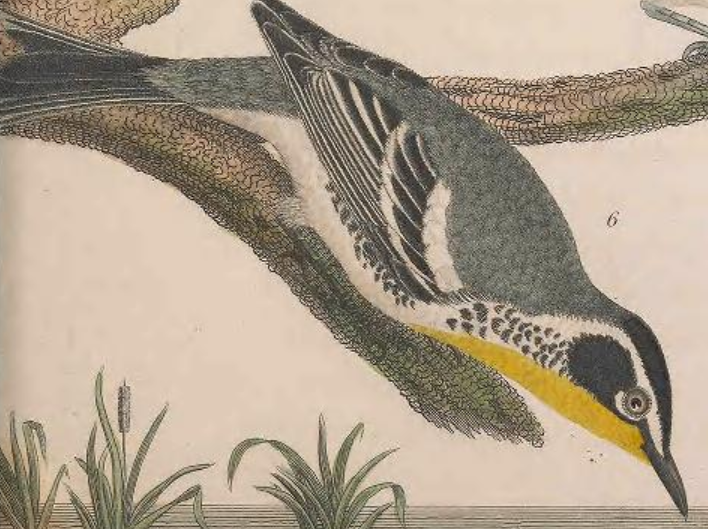 Yellow-rumped Warbler