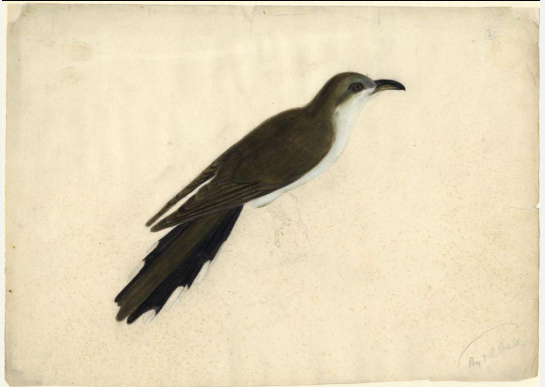 Black-billed Cuckoo