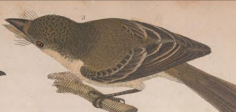 Acadian Flycatcher