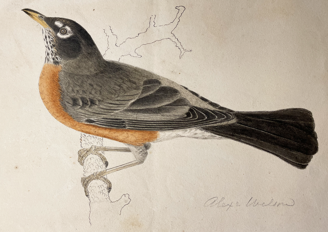 American Robin