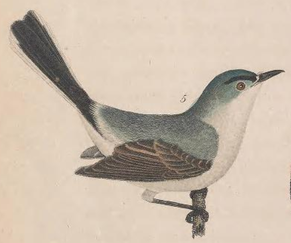 Blue-gray Gnatcatcher