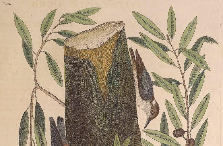 Brown-headed Nuthatch