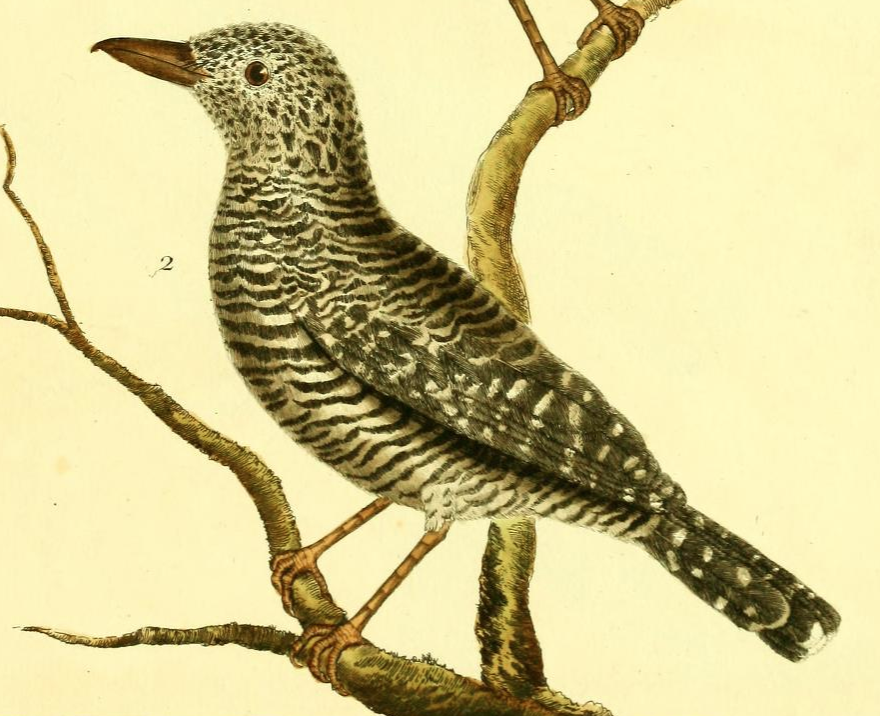 Barred Antshrike