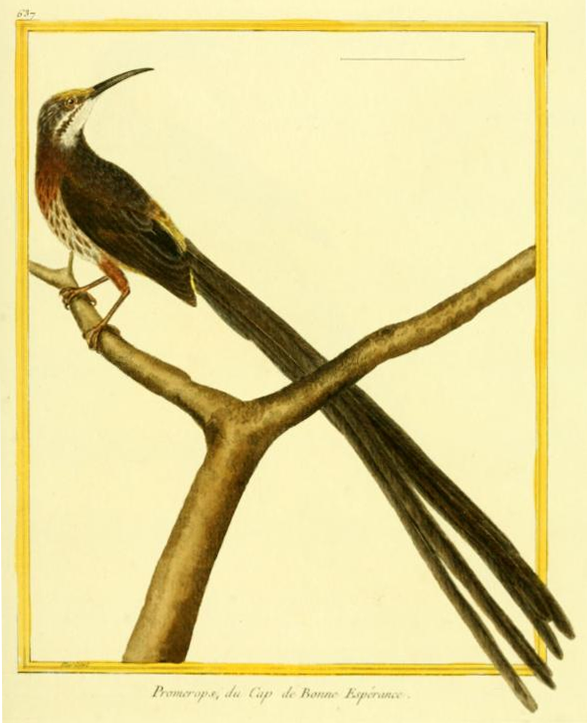 Cape Sugarbird