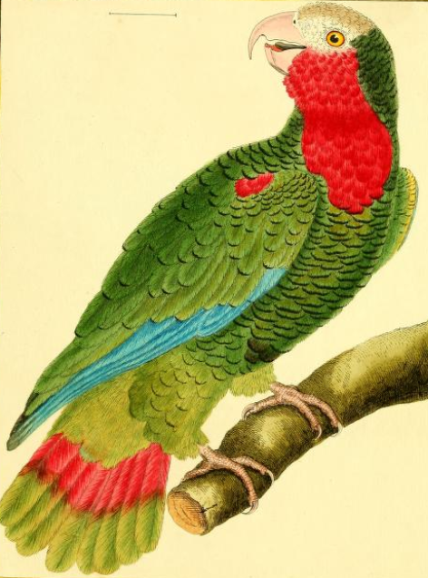 Cuban Amazon
