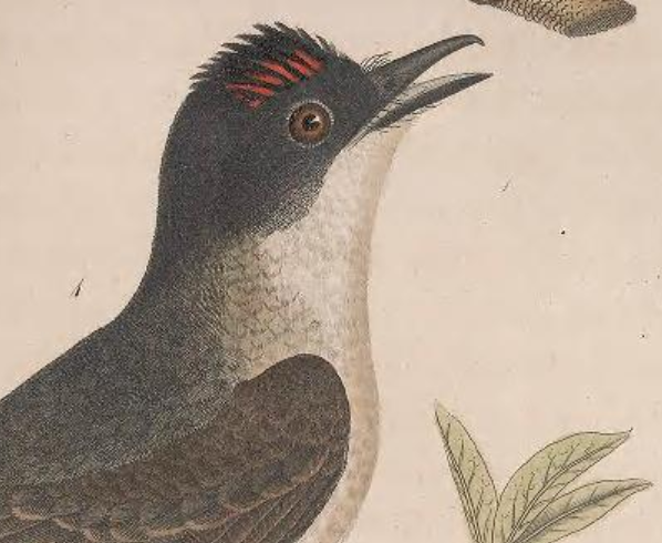 Eastern Kingbird