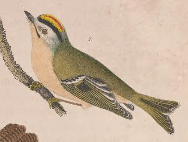 Golden-crowned Kinglet