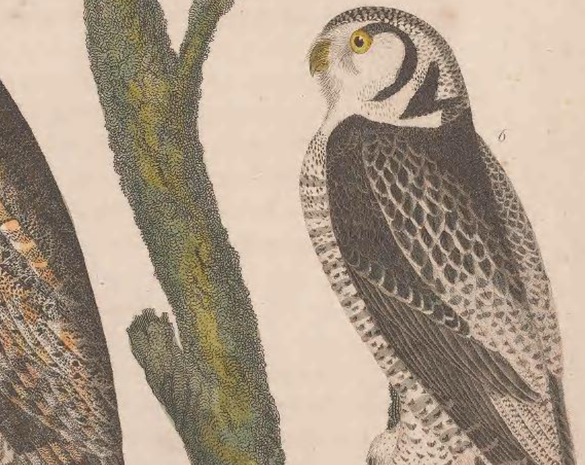 Northern Hawk Owl