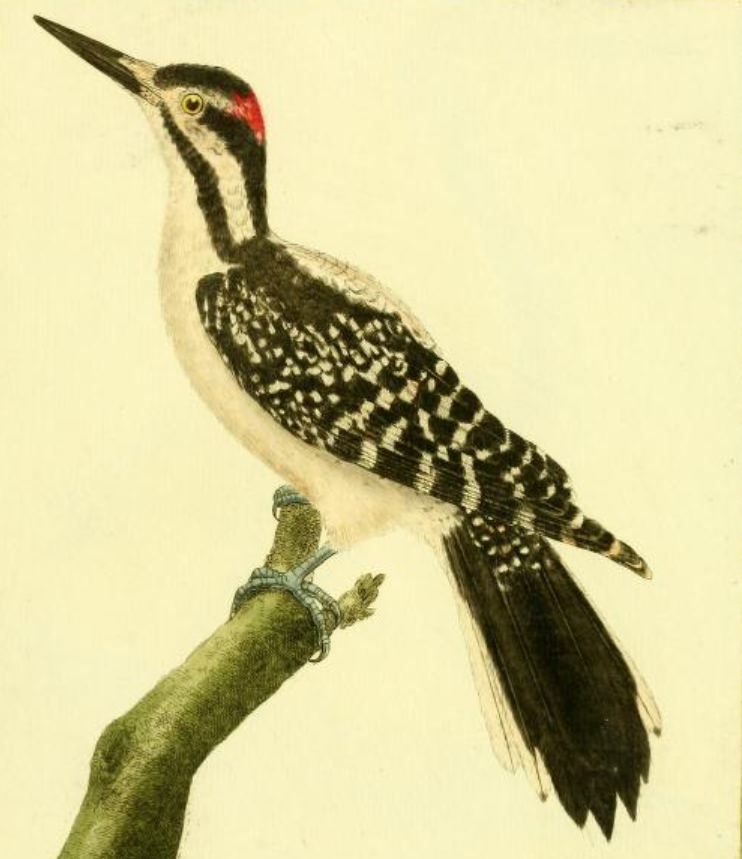 Hairy Woodpecker