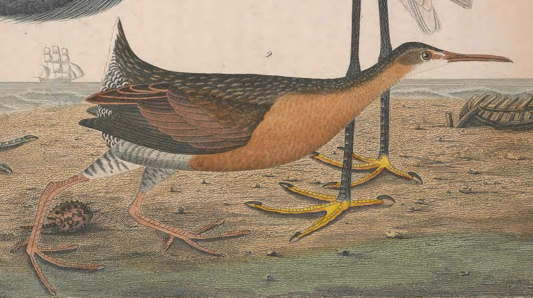 King Rail