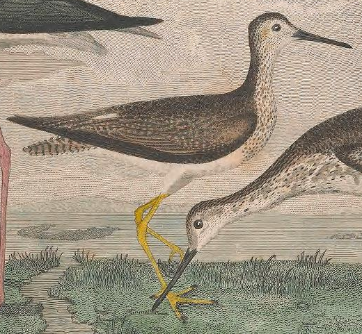 Lesser Yellowlegs
