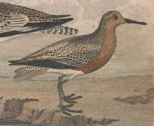 Red Knot