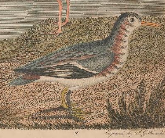 Red-necked Phalarope