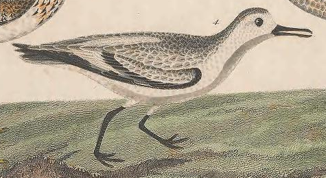 Sanderling