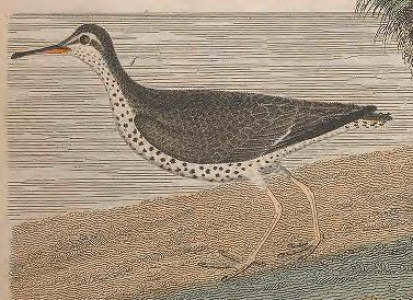 Spotted Sandpiper