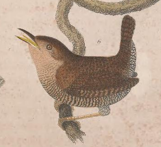 Winter Wren
