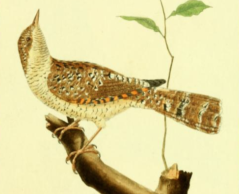 Wryneck